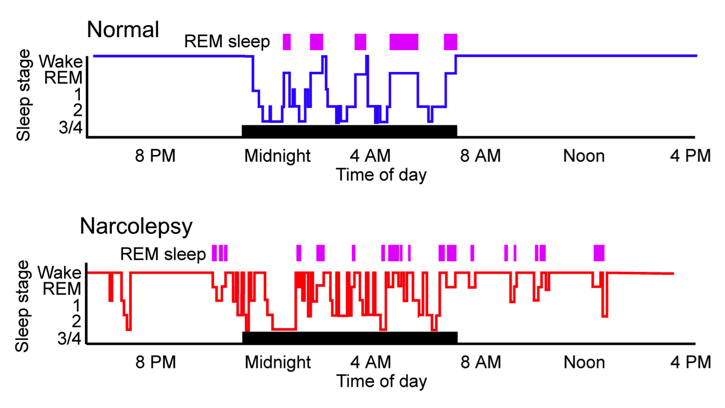 average rem sleep time